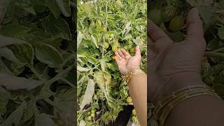🧡🍅Chotu Tomatoes🍅Feelgood Moments #happymind#feelgoodvibes #stressfree#yoga#gardening #happyhormones