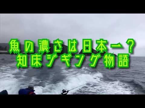 魚影の濃さは日本一？  知床ジギング物語