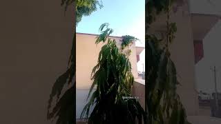 ashok ka ped #ashokkaped #ashoktree #nature