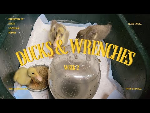 Ducks & Wrenches Ep.2// Growing Ducks!