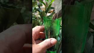 new method to grow any 🌱#shortsvideo #gardeningideas #growth