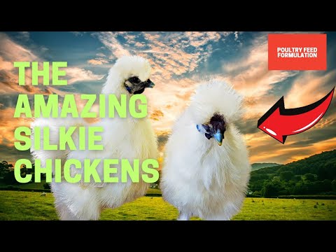 Meet The Fabulous Silkie Chickens - Fluffy Feathers, Fantastic Personalities!