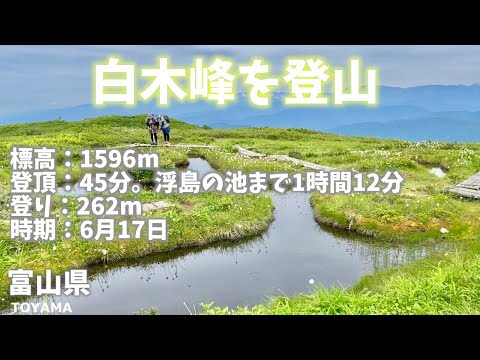 【富山県登山】白木峰の奥にある浮き島の池でワタスゲが咲き乱れる！[Toyama Prefecture Climbing] Shirakimine Floating Island Pond