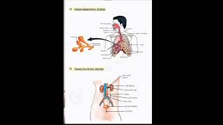 Class 10 most important biology diagram📕📚🦋👉#science#biology#contentcreator#boardexam#2025#viralvideo