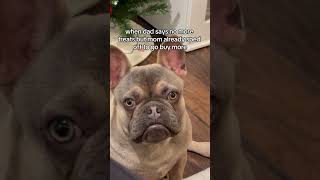 true story #fyp #foryou #foryoupage #frenchie #treat #treatyourself #nurfthefrenchie