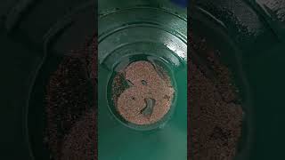 Why do gold miners use jet-dry? #goldmining #americasbackyardgold