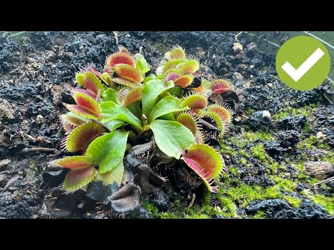 Carnivorous Plant Care Guide 🌱 - Easy steps to grow carnivorous plants at home