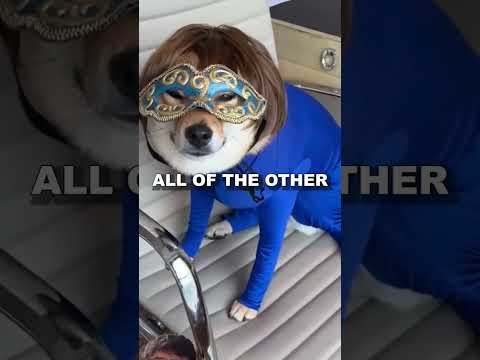 the puppy partie 😢😢😢 #puppy  #party #sad #shortvideo #shots #youtubeshorts #shorts