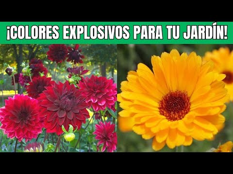 LAS 12 PLANTAS MÁS COLORIDAS PARA SU JARDÍNs