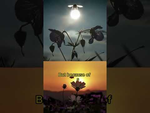 Can Bees Measure And Perceive Time? | Strange facts you never knew P.66 #shorts