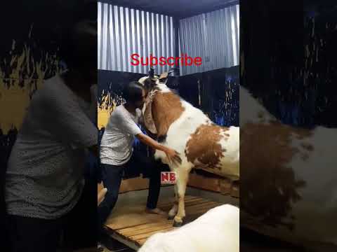 Ma Sha Allah#love #bakr #goat #bakraeidlover #bakramand #animals #royalgoats #khassigoat #cow