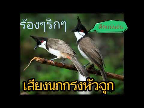 เสียงนกกรงหัวจุก ริกๆ ร้องๆ เปิดให้นกคึก