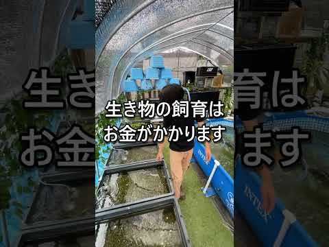 今すぐやめてもらいたいメダカの飼育方法３選です。 #アクアリウム#メダカ