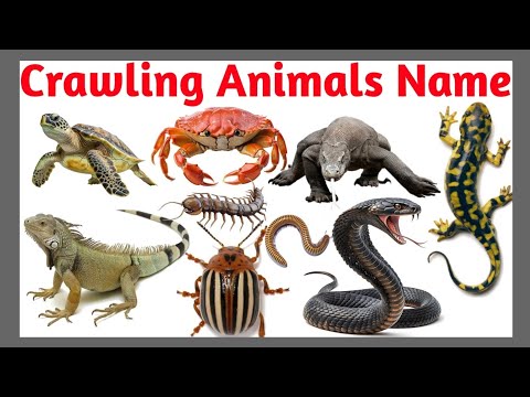 Crawling Animals Name for Kids | Learn Crawling Creatures in English with Video & Sound