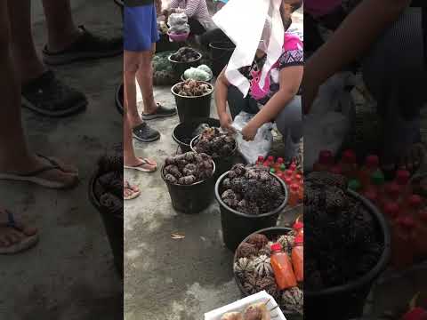 It’s sea urchin season in 🇵🇭 #oldies #ジブリ #seaurchin