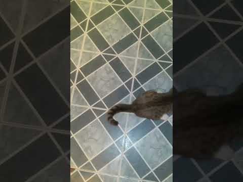 karma cat  draws blood part 1