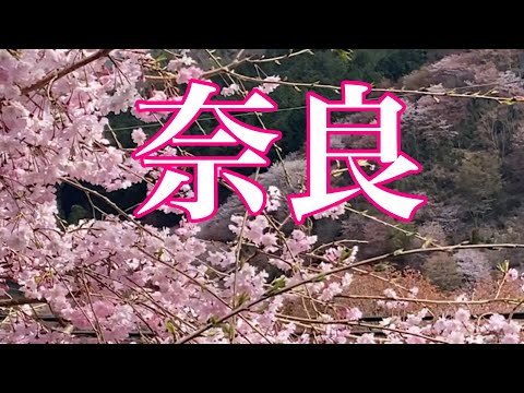 （ツアー2日目〕沖縄から奈良・一生に一度は観たい日本一の「吉野の千本桜」/和歌山高野山・弘法大師生誕1250年