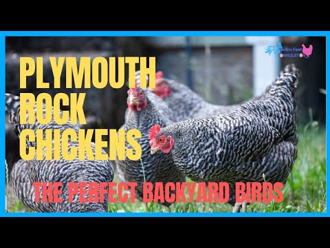 Plymouth Rock Chickens: The Perfect Backyard Birds