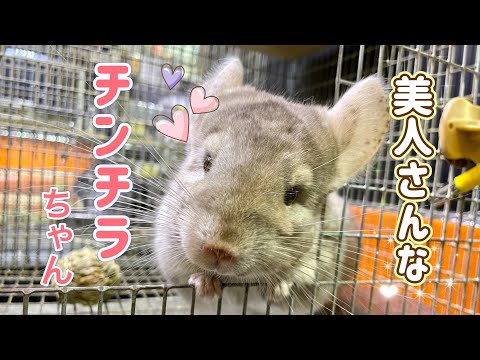 なでなで大好き！！かわいいチンチラちゃん♪(熱帯俱楽部東川口本店)