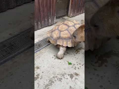 大きな亀と出会う1歳児 / A one-year-old boy meets a big turtle #Short