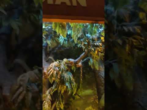 NATURAL HISTORY MUSEUM# Real animals #please_subscribe_my channel..