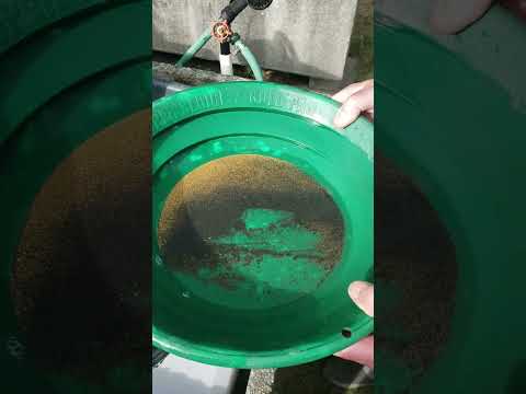 Flour Gold Concentrates from Weekend Highbanking Trip ... Reduced to 42,000-to-1 Concentration Ratio