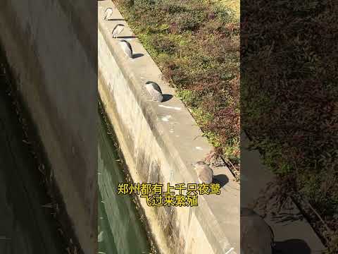 你見過潑天的大便嗎？鄭州這條到處是屎的街道竟然成了網紅街！