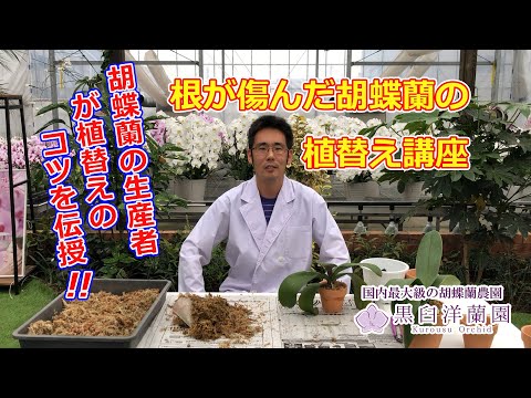 根が傷んだ胡蝶蘭の植替え講座