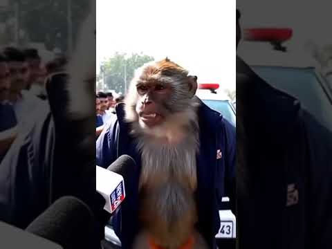 Gari Mar di #trending #funny #aivideo #veo3 #viral #viralai #monkeyaivlog #monkeyai #comedy