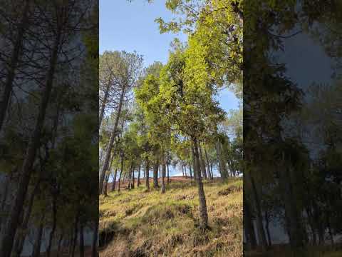 Nature Sound #naturesound #wispering #treeoflife #uttarakhand