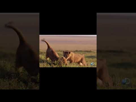 Baby lion tackle WWE meme, adorable! #animals #cute #memes #wwe #babyanimals #shorts