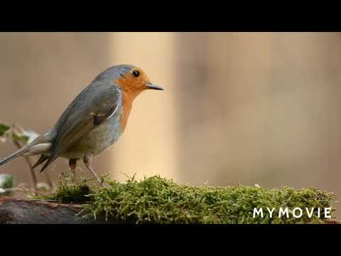 ##Robin Amazing UK Bird 🐦