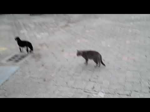 cats acting weird and talking