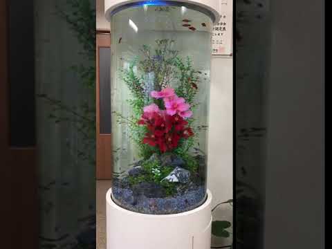 ありま歯科クリニック様レンタル水槽スマート事例