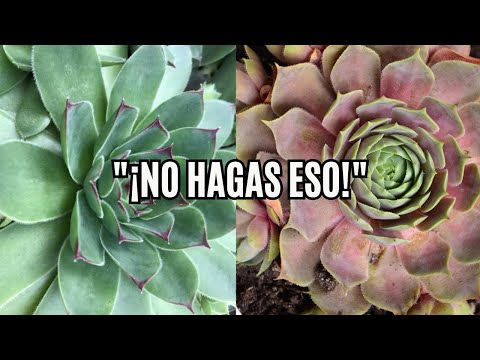 ¡No Hagas Esto! Los 7 Errores Más Comunes con Suculentas