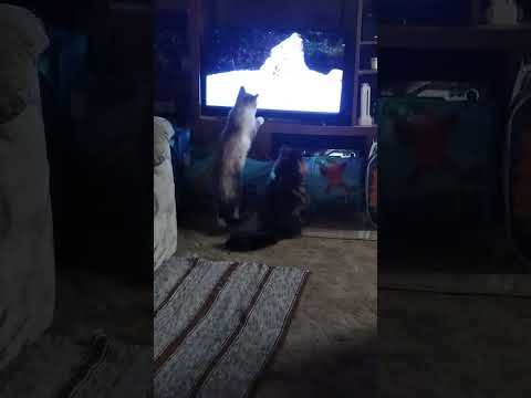 cats watching cat videos