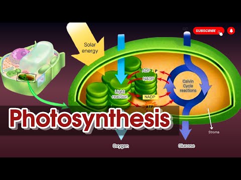 Photosynthesis process  step by step Explained || Light reaction || Calvin cycle || Bioenergetics