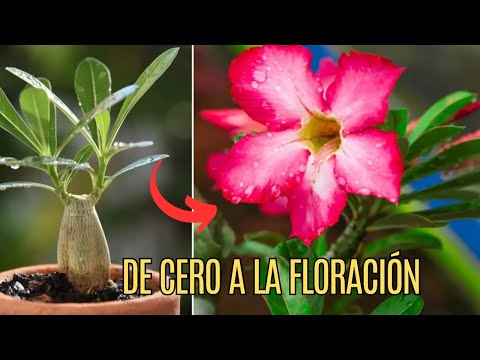 "🌹✨ Multiplica tu Rosa del Desierto AHORA! Guía Paso a Paso para Esquejes y Floración Rápida!"