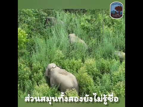 🐘🌳 อวยยศให้พี่โดรน ช่วยปฏิบัติภารกิจแบบปลอดภัยทุกฝ่าย 📌