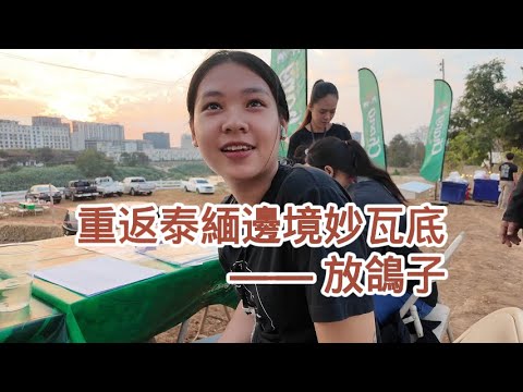 【小野聊天室】重返泰缅边境妙瓦底 （19) —— 放鸽子  | 緬甸 | 泰國 | 緬北 | 電信詐騙 | KK園區 | 亞太城 | 割腰 | 人口販賣 | 王星 | 湄索 | 妙瓦底  | 前線調查