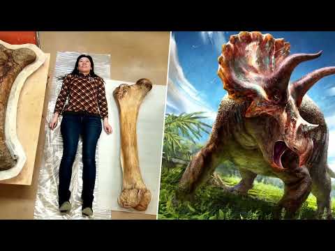 Triceratops: The Toughest Of All Dinosaurs