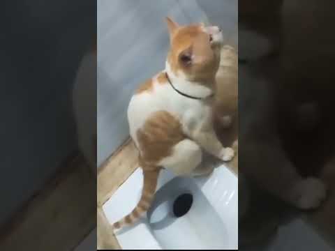 Lgta hai tum ghu kha k hee manno ge #official #funnyvideo #fun