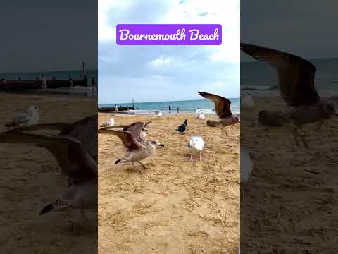 Bournemouth Beach, 🇬🇧 UK #london #bournemouthbeach #seagull