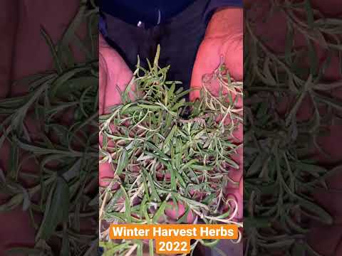 Winter Harvest Herbs 2022 #Shorts