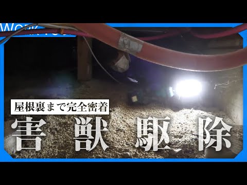 【アライグマ駆除 完全密着】屋根裏。床下。瓦の上。見た事ありますか？