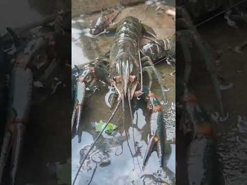 mancing dapet lobster