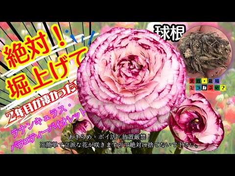 放置厳禁!!絶対掘り上げてー【ラナンキュラス】二年目も簡単にボリュームのある花が咲きますのでポイ活・放置厳禁ですよ【ガーデニング】植え方・育て方・有機質肥料・園芸