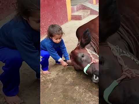 Kid making cow sleep