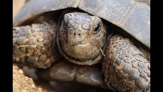 Frolicking Tortoises, in the Askopetra area in Pyli on the island of Kos in Greece.