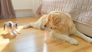 Tiny Kitten Shows Giant Golden Retriever Who’s Boss!!
